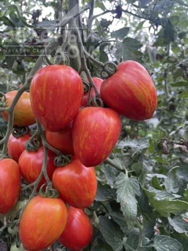 Филадельфия F1 / Philadelfia F1, 95 дней фото 3