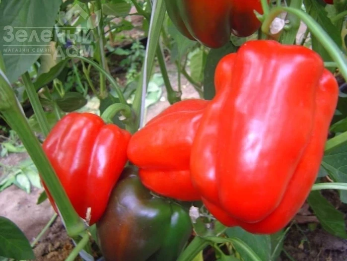 Гигант F1 / Gigant F1,65-70 дней  фото 1