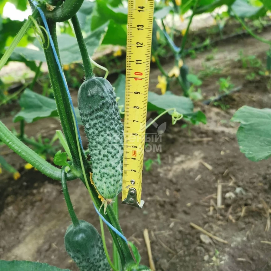 Брутус F1 / Brutus F1,35-37 дней фото 2