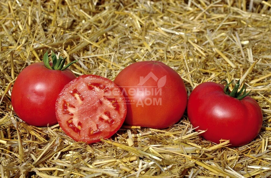 Свит Муссон F1 / Svit Musson F1, 60-68 дней фото 3