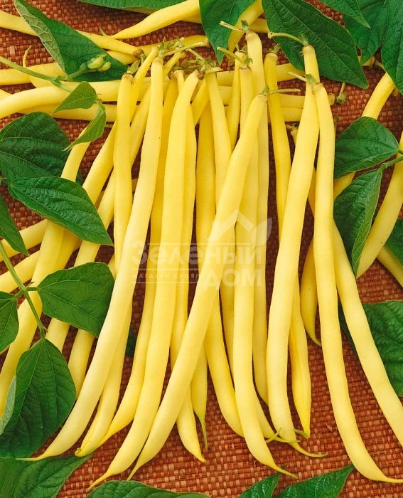 Аидаголд / Aidagold фото 1