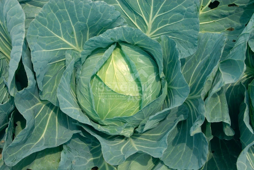 Суприм Квин F1 / Suprem Queen F1 фото 1