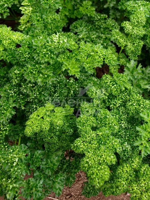 Орфео / Orfeo фото 1