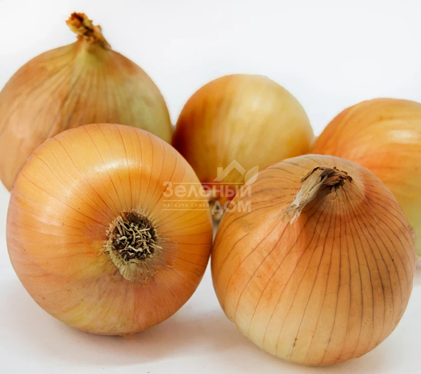 Шеба F1 / Sheba F1 фото 1