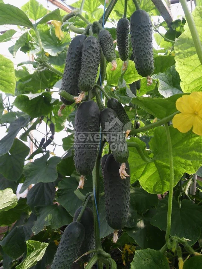 СВ 4097 CV F1 / SV 4097 CV F1,42–44 дня фото 1