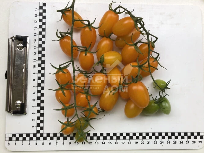 Миникин F1 / Minikin F1, 100 дней фото 4