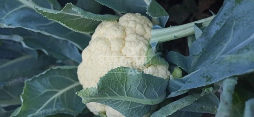 Панна F1 / Panna F1, 65-75 дней фото 1