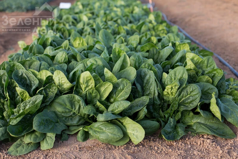 Блофбиш F1 / Blobfish F1 фото 2