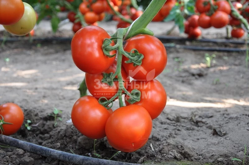 Беллавиза F1 / Belavisa F1,90-95 дней фото 1