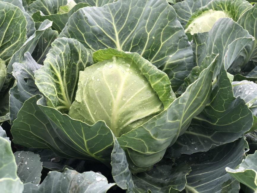 Сплеш бол F1 / Splesh bol F1,45-47 днів фото 2