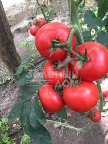 1606 F1 / 1606 F1,95 дней фото 1