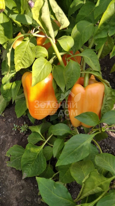 Айпон F1 / Ipon F1,60-65 дней фото 1