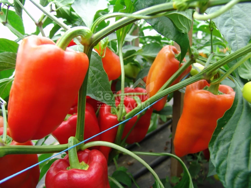 Андреа / Andrea фото 1