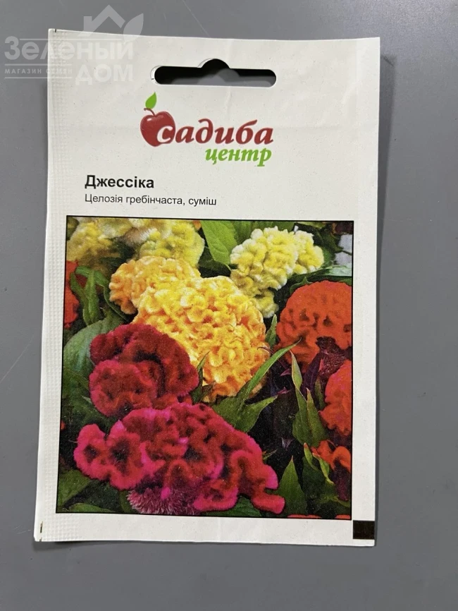 Целозия гребенчатая Джессика (смесь) фото 1