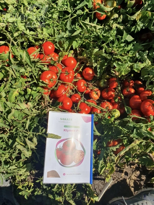 Климон F1 / Klimon F1, 67-72 дней фото 3