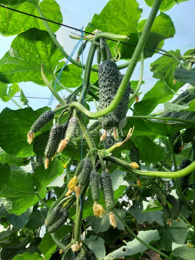 Коломбо F1 (ГБ 08) / Colombo F1 (GВ 08), 35-45 дней фото 3