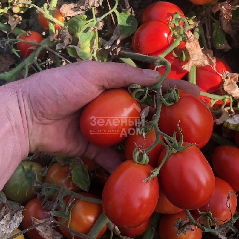 5108 F1 / 5108 F1,95-100 дней фото 3