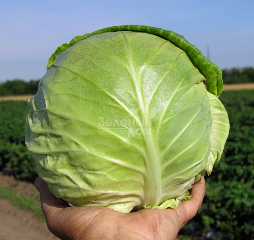 Аванте F1 / Avante F1,75-80 дней фото 2