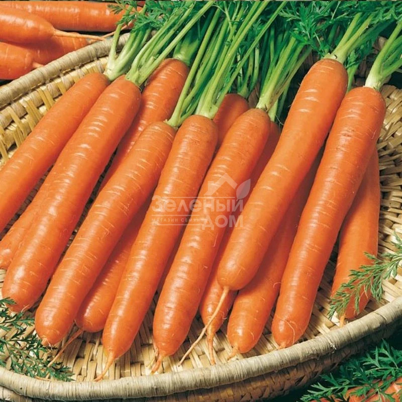 Смирна / Smirna,110-120 дней фото 1