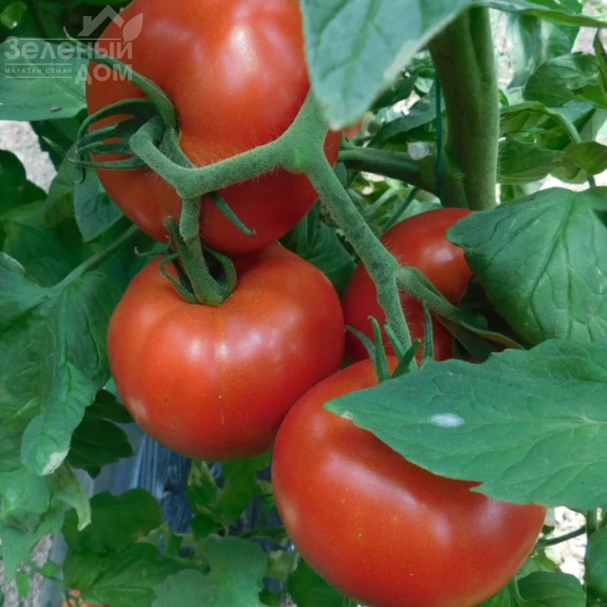 Аудаз F1 / Audaz F1 фото 1