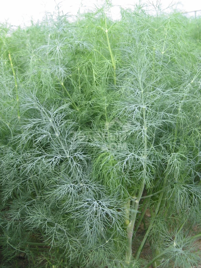 Голдкрон / Goldkrone фото 1