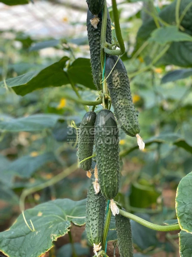 Баде F1 / Bade F1 фото 3