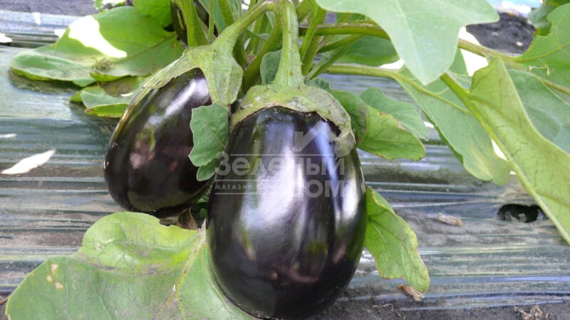 Чемодан F1 / Chemodan F1,90-105 дней фото 2