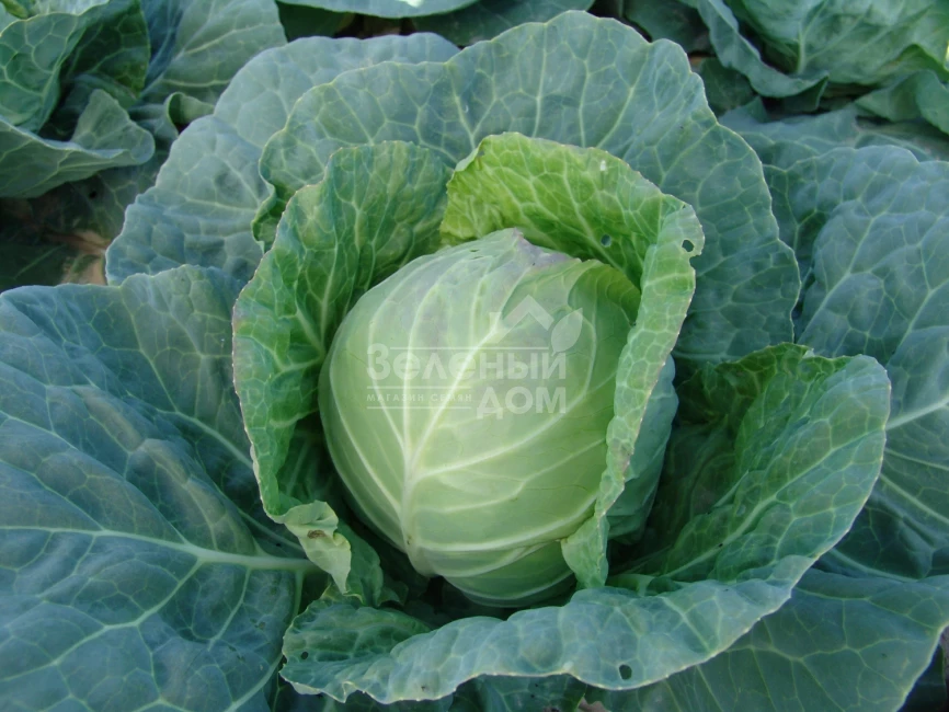 Дита / Dita,64-72 дня фото 1