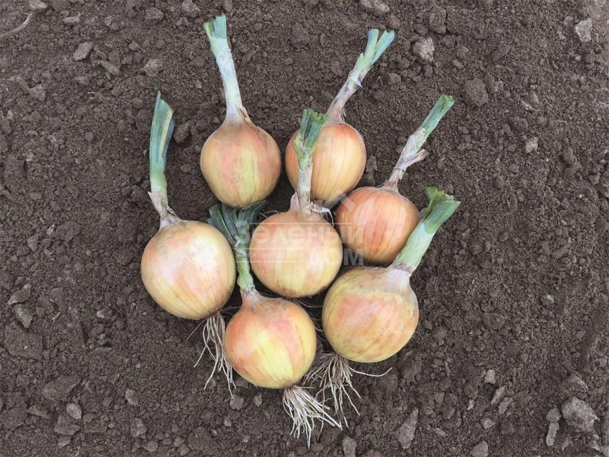 Хайсингер F1 / Hysinger F1,120-125 дней фото 1