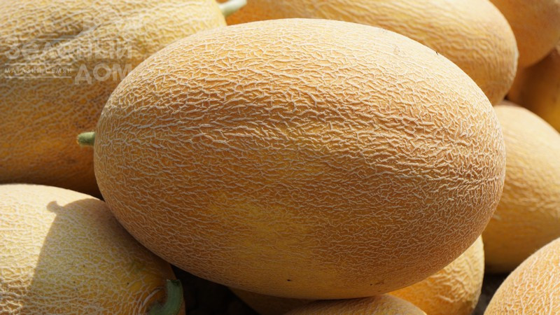 Мазін F1 / Mazin F1,60 днів фото 2