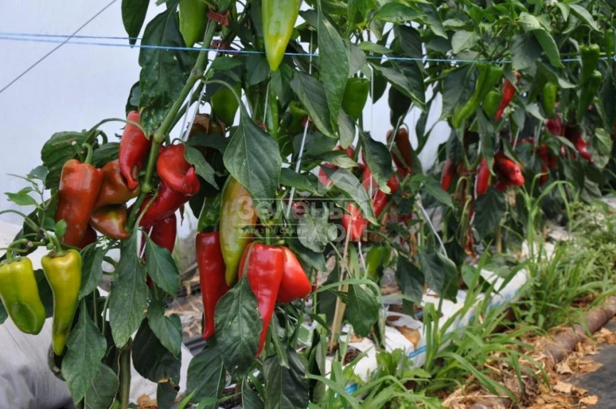 Супер Кап F1 / Super Cаp F1, 60-65 дней фото 2