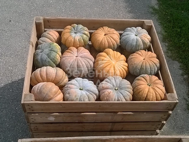 Маноск F1 / Manosk F1,110-115 дней фото 2