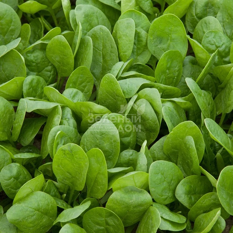 Вудпекер F1 / Woodpecker F1 фото 2