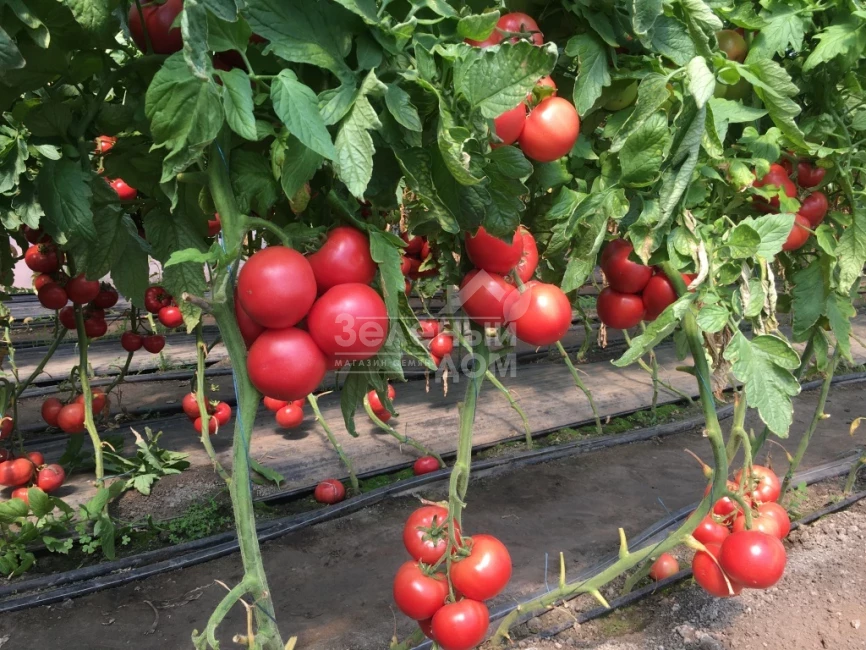 Перугино F1 / Perugino F1 фото 3