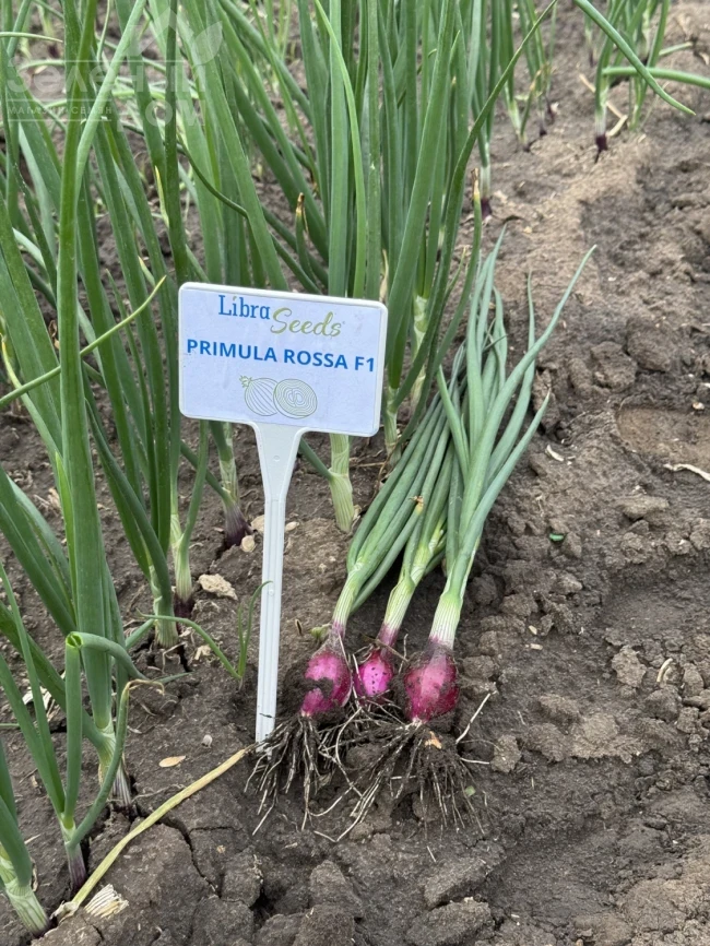 Примула F1 / Primula F1, 280-285 дней фото 2