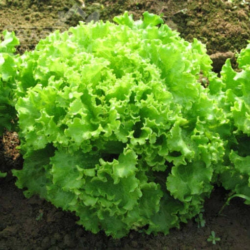 Эллин F1 / Ellin F1 фото 1