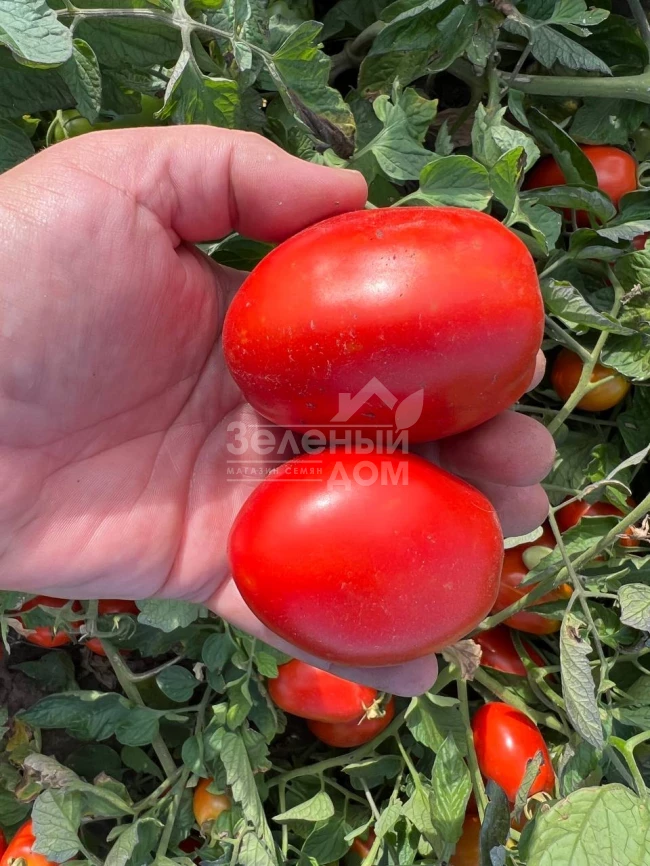 Оливенза F1 / Olivenza F1,120 дней фото 6