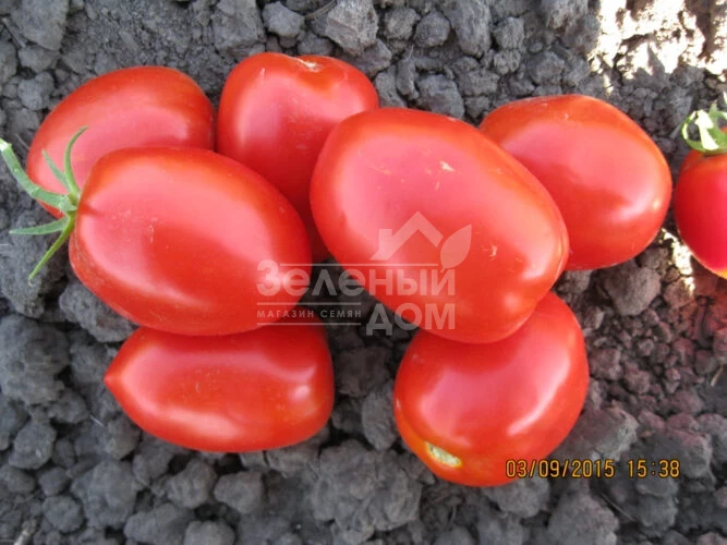 8504 F1 / 8504 F1, 125 дней фото 4