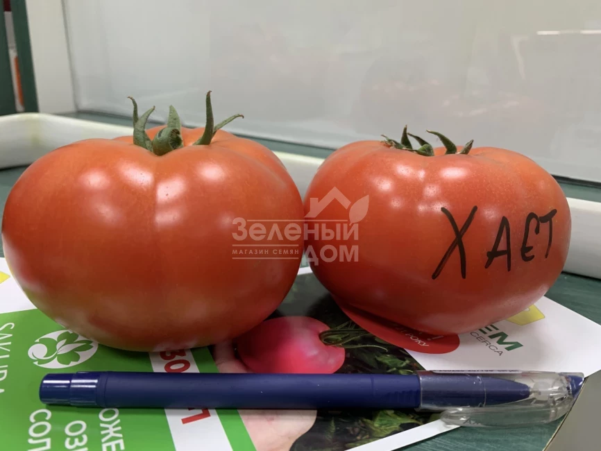 Хает F1 / Haet F1 фото 3