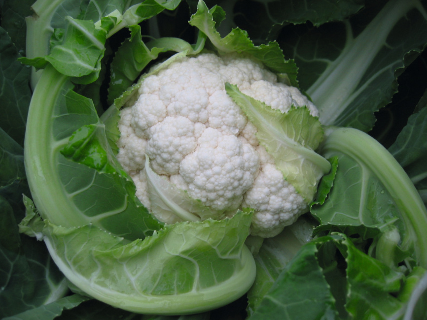 Балбоа F1 / Balboa F1,89 днів фото 1