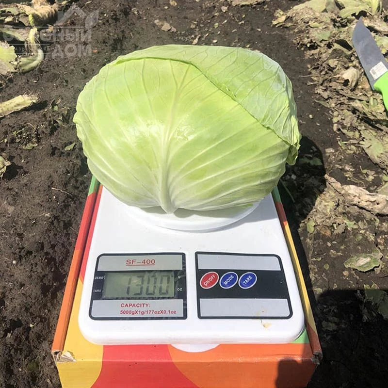 Вермонт F1 / Vermont F1,75-85 дней фото 3