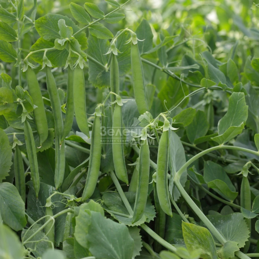 Олинда / Olinda ,55-60 дней фото 1