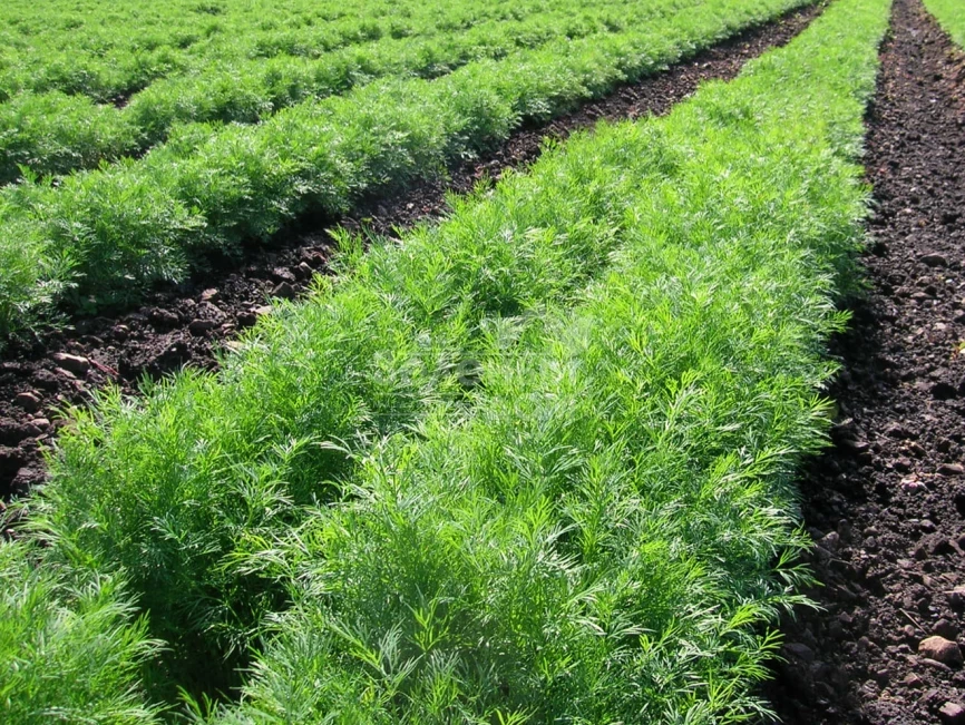 Грин Сливз / Green Sleeves фото 1