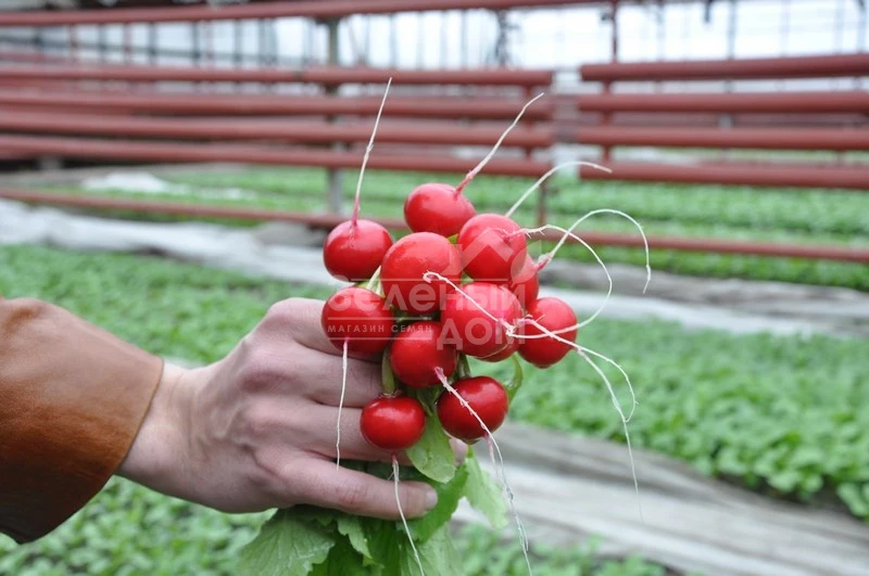 Ирен F1 / Iren F1,25-30 дней фото 1