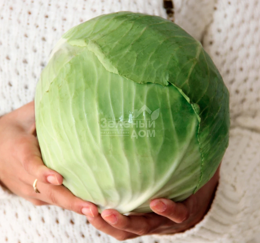 Супермаркет F1 / Supermarket F1,110-120 дней фото 2