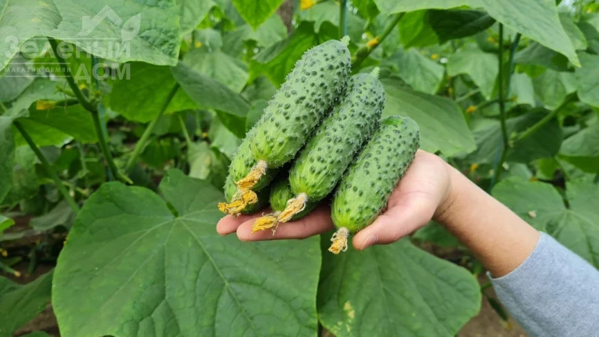 ТС 17-5151 F1 / TS 17-5151 F1  фото 1