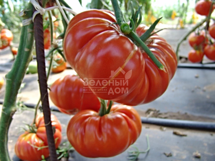 Брутус / Brutus фото 1