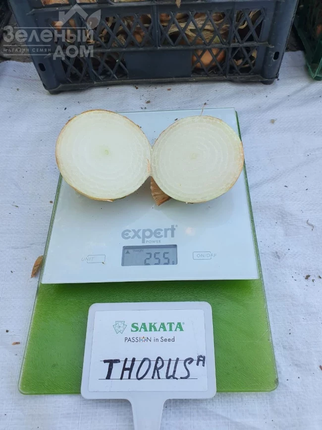 Торус F1 / Torus F1, 90-100 дней фото 5