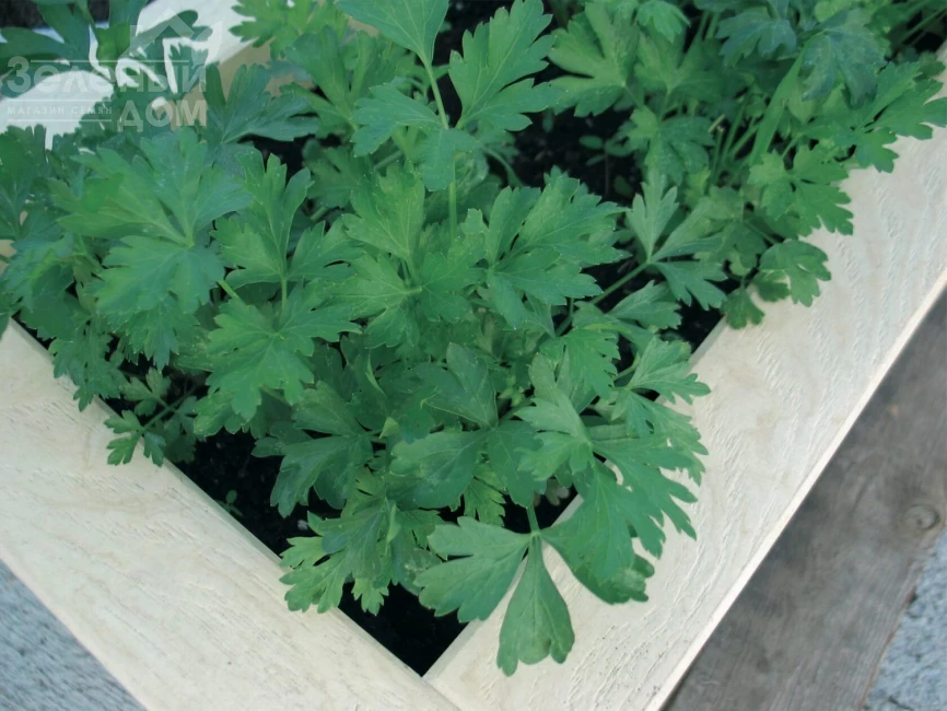 Гиганте де Италия / Gigante de Italia фото 1