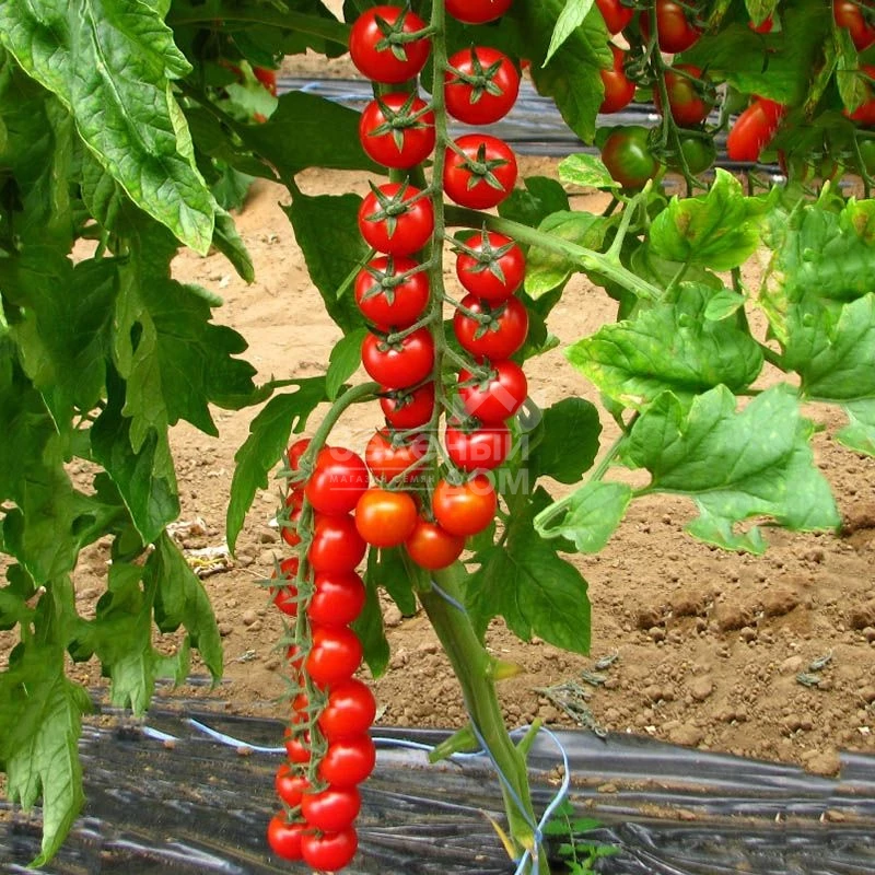 Прециозо F1 / Preciozo F1 фото 1